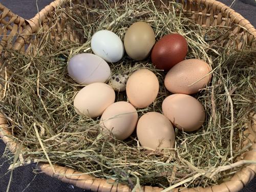 Eggs of different colors