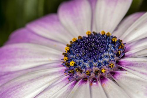 Цветок глазами пчелы