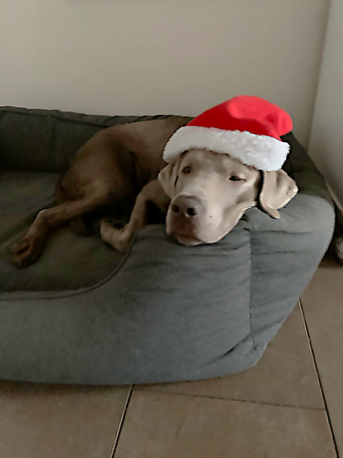 A dog wearing a Santa hat