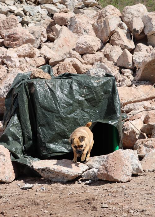 A dog runs out of the tunnel