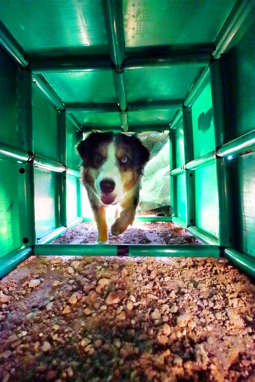 Собака в туннеле QUADRO