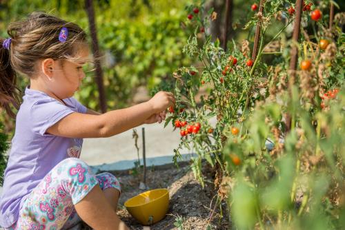 Ребенок собирает помидоры 