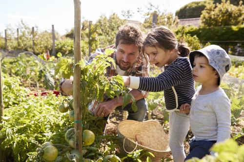 Отец с детьми смотрит на растения томатов 