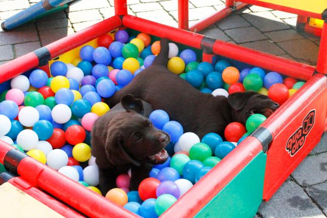 Два щенка в бассейне с мячиками